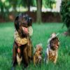 Louis Vuitton Dog Dress - Image 3